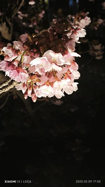 伊豆高原樱花什么时候开_伊豆高原樱花交通攻略