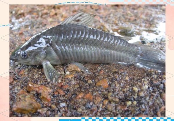 高原沙漠鱼是什么_高原沙漠鱼怎么养