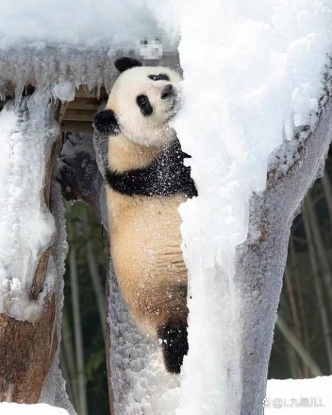 熊冰雪是谁_熊冰雪作品有哪些