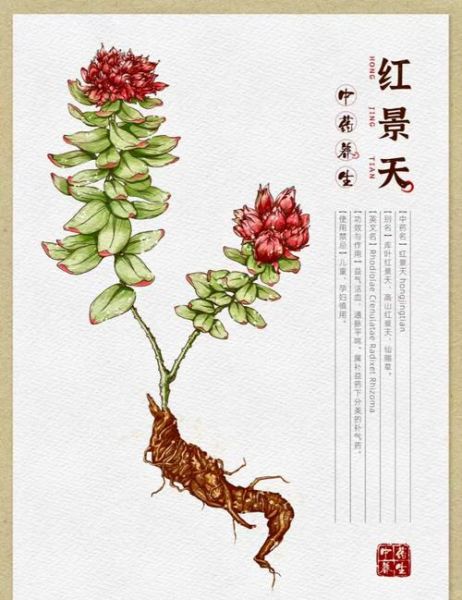 红景天和高原安哪个好_去西藏前吃哪个更有效