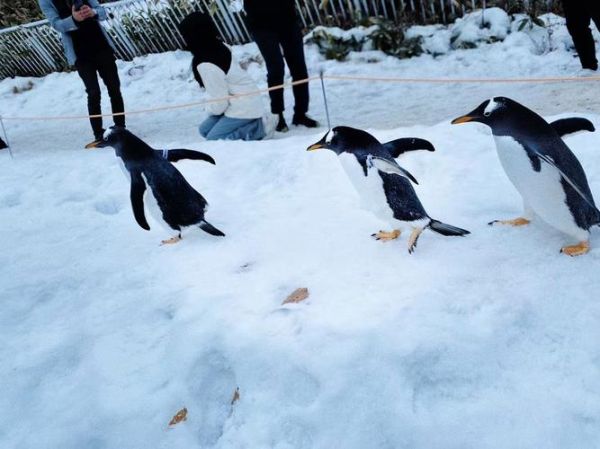 天天过马路冰雪企鹅怎么解锁_天天过马路冰雪企鹅技能是什么