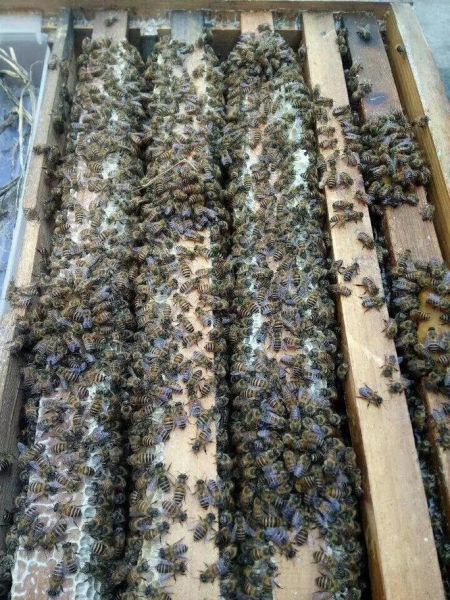 高原养蜂赚钱吗_高原养蜂注意事项