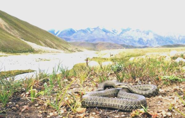 香格里拉高原有蛇吗_高原蛇类分布