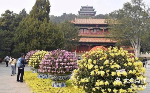 北京的市花是什么_北京为什么选月季和菊花