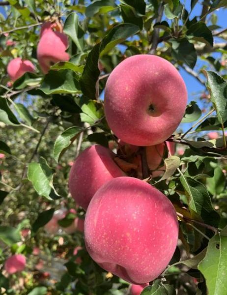 高原吃什么水果好_高原地区适合吃哪些水果