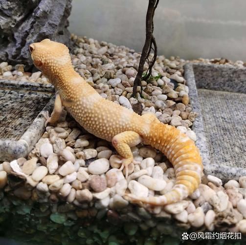 小壁虎户外是什么_小壁虎户外怎么样