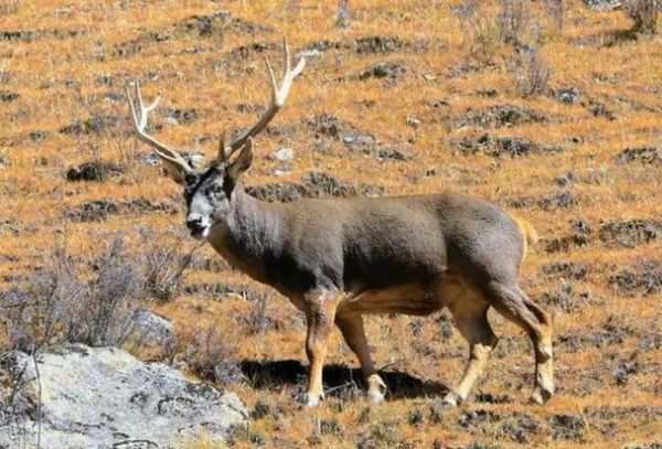 高原上的鹿生活在哪里_高原上的鹿有哪些品种