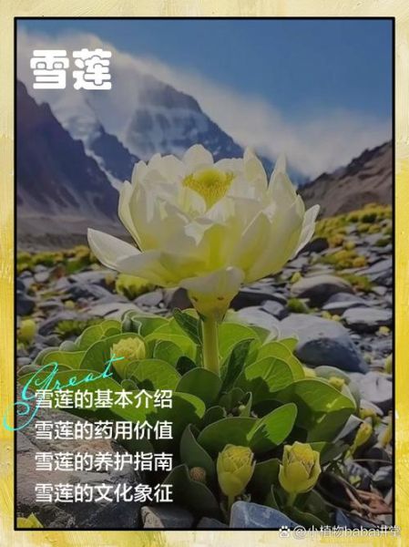 冰雪莲的功效与作用_冰雪莲怎么吃效果最好