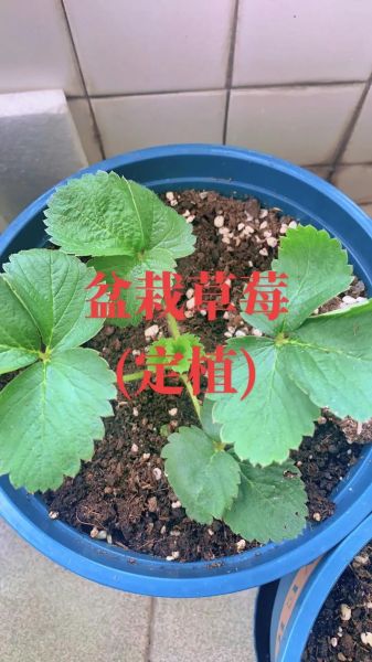 高原草莓怎么种_高原草莓好吃吗