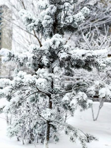 雾松冰雪节门票价格_雾松冰雪节在哪举办
