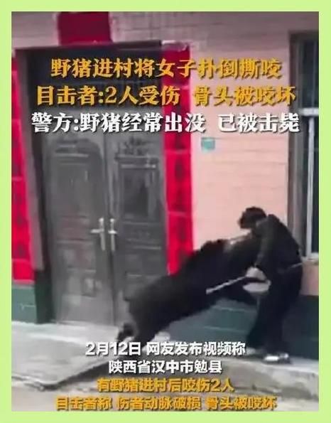 户外遇到野猪怎么办_野猪攻击人怎么躲避