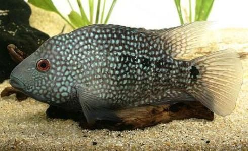 高原豹鱼怎么养_高原豹鱼价格多少钱