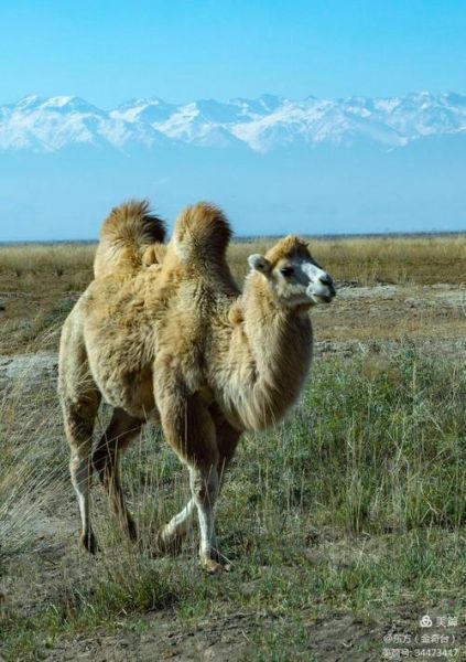 杨凌骆驼户外怎么样_杨凌骆驼户外值得去吗