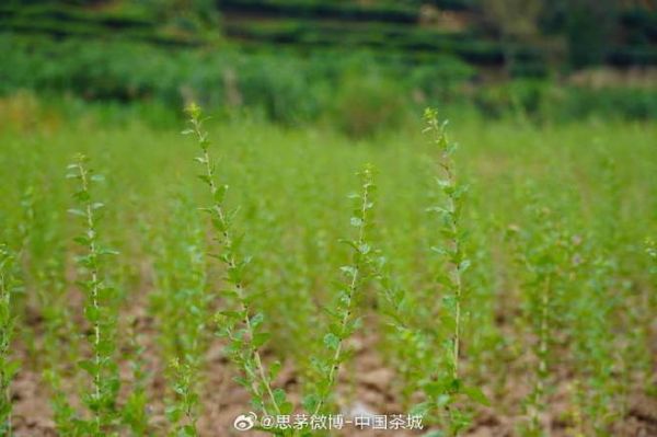 曲靖高原特色农业有哪些_曲靖高原特色农业怎么发展