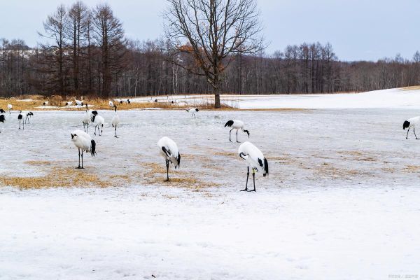 冰雪丹顶鹤在哪里过冬_如何观赏丹顶鹤迁徙