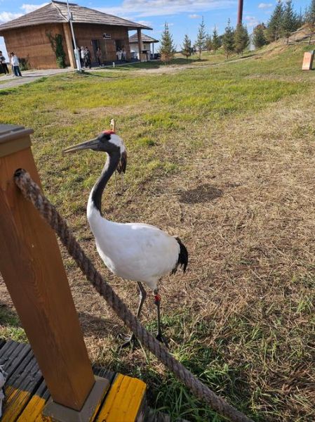 冰雪丹顶鹤在哪里过冬_如何观赏丹顶鹤迁徙