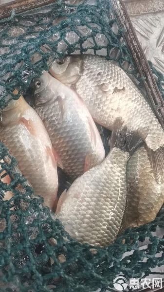 高原冷水鱼有哪些品种_高原冷水鱼怎么养