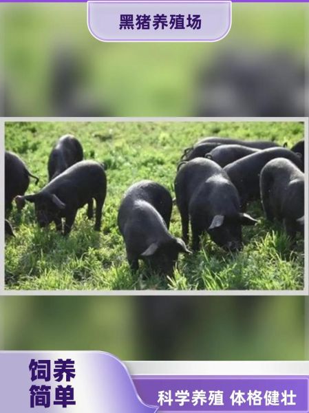 高原黑猪多少钱一斤_高原黑猪和普通猪肉区别