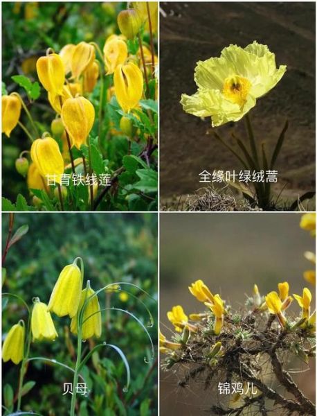 青藏高原野生花卉有哪些_如何辨认高原珍稀花种