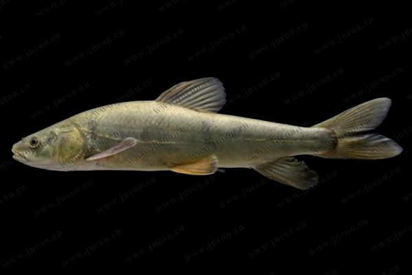 高原裸鱼是什么_高原裸鱼怎么养