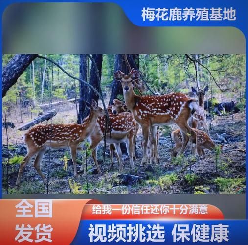 高原梅花鹿分布在哪_高原梅花鹿怎么养