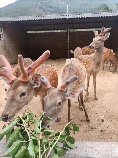 高原梅花鹿分布在哪_高原梅花鹿怎么养