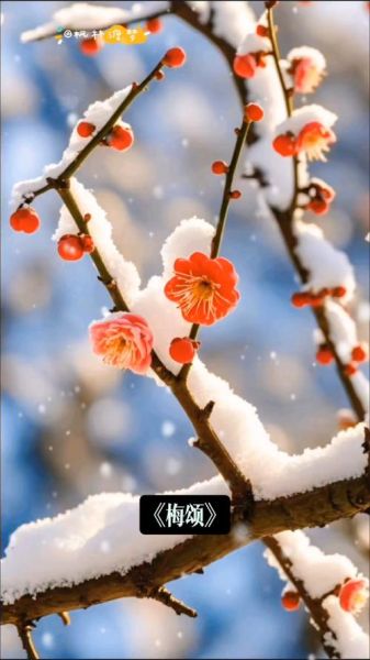 冰雪寒梅图片怎么拍_冰雪寒梅拍摄技巧