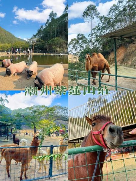 潮州紫莲冰雪节门票价格_潮州紫莲冰雪节怎么去