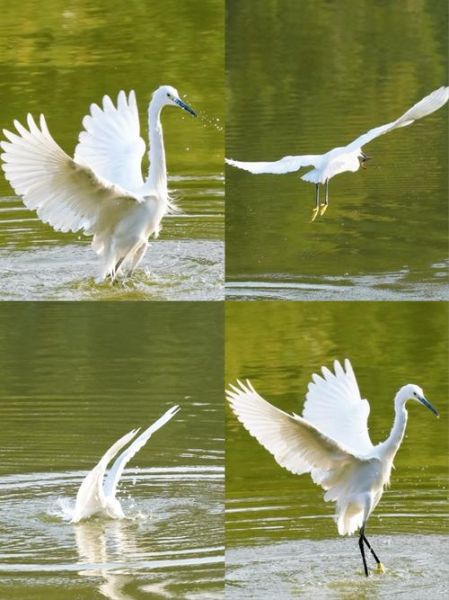 冰雪中的水鸟有哪些_如何拍摄冰雪中的水鸟