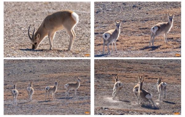 青藏高原特有动物有哪些_它们如何适应高原环境