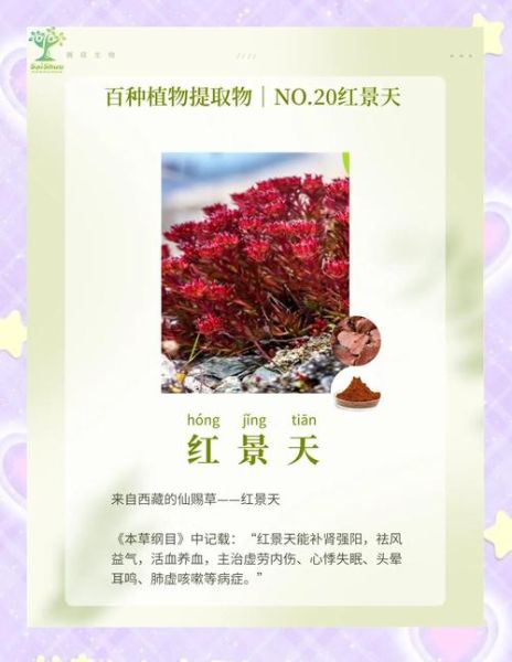 去高原提前多久吃红景天_红景天服用最佳时间