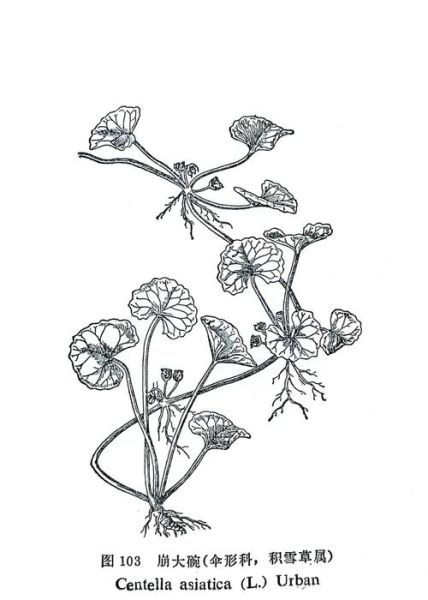 冰雪草怎么画_冰雪草简笔画步骤