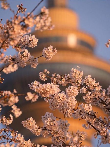 北京樱花什么时候开_北京看樱花最佳地点
