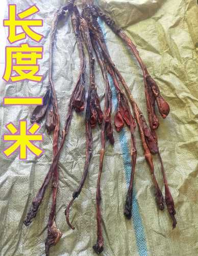 高原养生有什么好处_高原养生注意事项