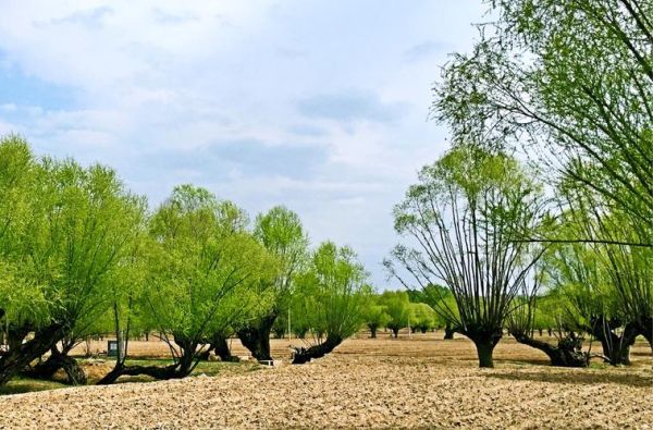 高原杨柳怎么养_高原杨柳耐寒吗