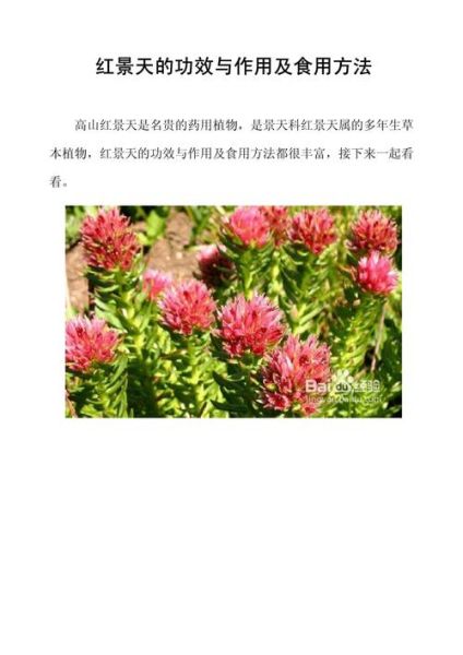 高原红景天有什么功效_高原红景天怎么吃效果最好