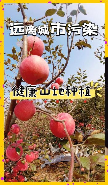 苹果户外是什么_苹果户外适合新手吗