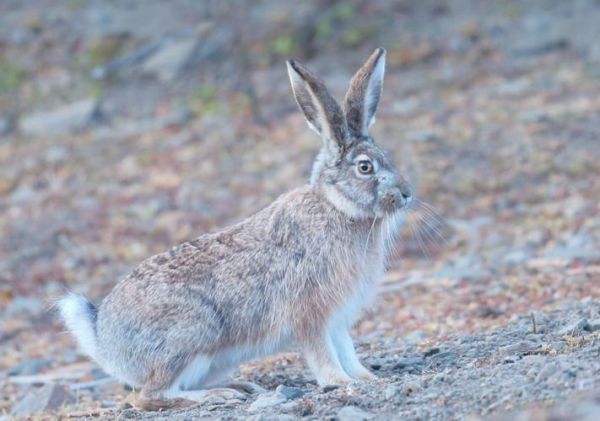 高原动物有哪些_高原动物如何适应缺氧环境
