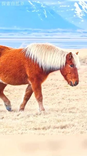 冰雪奇缘1马是什么品种_冰雪奇缘1马名字来源