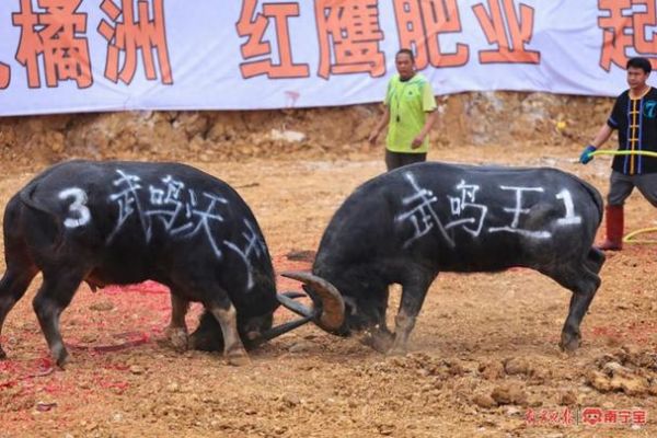 高原斗牛是什么_高原斗牛比赛规则