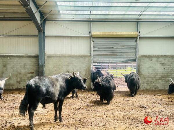 高原养殖什么动物最赚钱_牦牛藏羊养殖技术