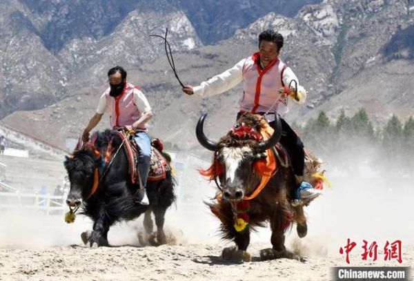 高原赛牛图_如何拍摄出震撼效果