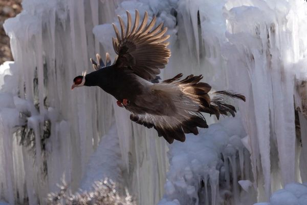 冰雪里的鸟怎么过冬_常见越冬鸟类有哪些
