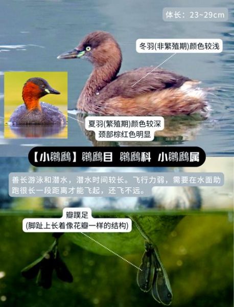 冰雪里的鸟怎么过冬_常见越冬鸟类有哪些