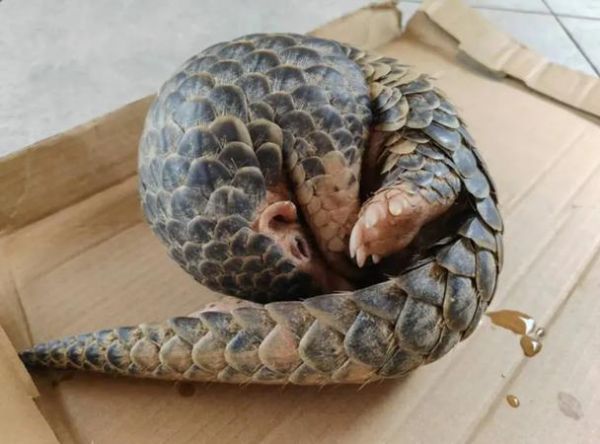 宣城穿山甲户外怎么样_值得去吗