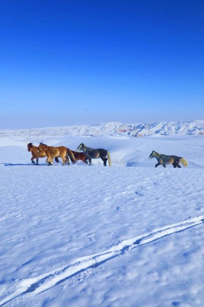 冰雪节马_冰雪节马是什么