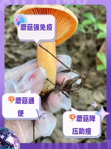 高原蘑菇怎么做好吃_高原蘑菇的功效与作用