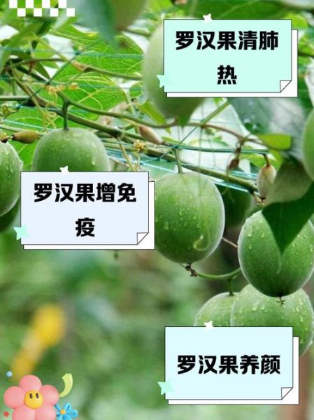 高原罗汉果的功效与作用_如何挑选正宗高原罗汉果