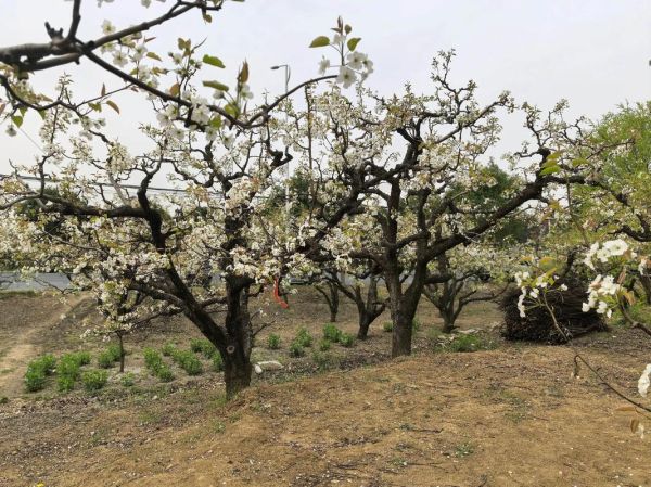 高原梨花什么时候开_高原梨花最佳观赏地