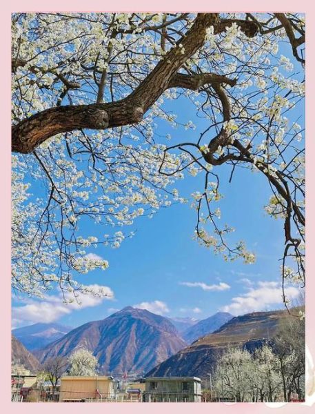 高原梨花什么时候开_高原梨花最佳观赏地